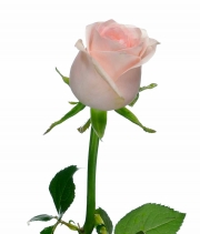 Изображение товара Троянда Кімберлі (Kimberly) висота 50см
